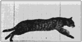 Animation with hyperlink to one of many web sites on Eadweard Muybridge