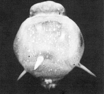 Lea, Hardtack II :: Lea was detonated during Operation Hardtack II at the Nevada Test Site (NTS), Area 7b, on 13. October 1958. Notice the 'Rope Trick' which occured along the ropes and lines fastening the airborne device! Click for larger picture!